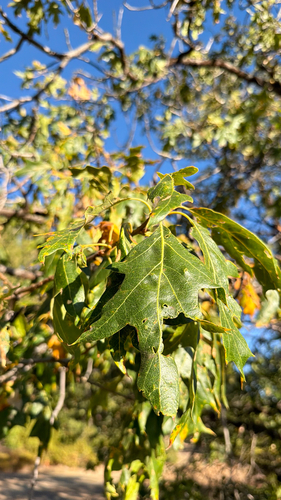 iNaturalist observation photo of California black oak