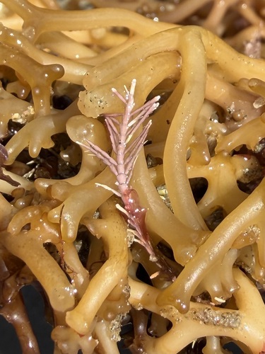iNaturalist observation photo of coralline algae