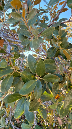 iNaturalist observation photo of canyon live oak
