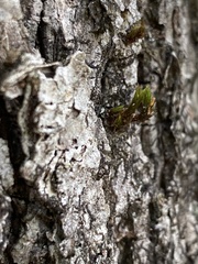 Orthotrichum keeverae
