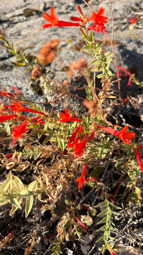iNaturalist observation photo of California fuchsia