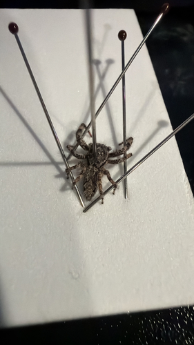 Tan Jumping Spider