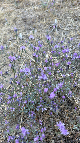 iNaturalist observation photo of Sierra lessingia
