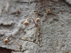 Sclerophora amabilis