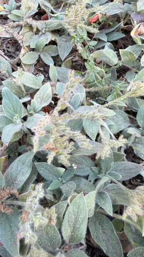iNaturalist observation photo of Violet draperia