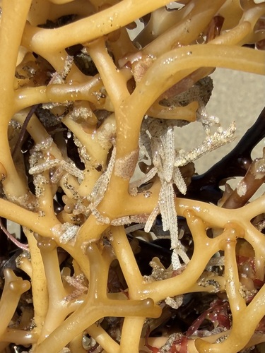 iNaturalist observation photo of Bryozoans