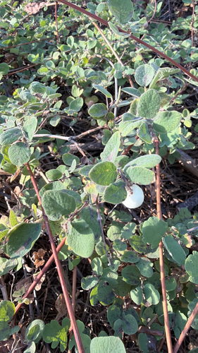 iNaturalist observation photo of creeping snowberry