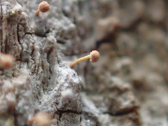 Sclerophora amabilis