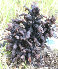 Aphyllon tuberosum