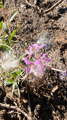 iNaturalist observation photo of fireweed