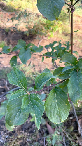 iNaturalist observation photo of Pacific Dogwood