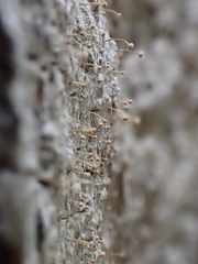 Sclerophora amabilis