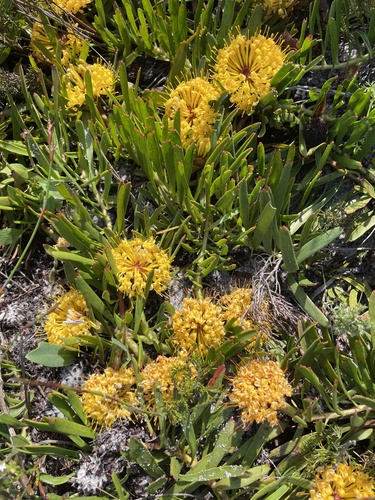 Leucospermum hypophyllocarpodendron, photograph 1