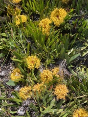 Leucospermum hypophyllocarpodendron