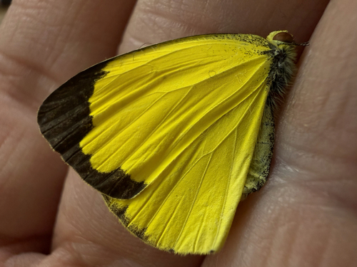 Japanese common grass yellow