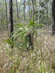 Cycas megacarpa