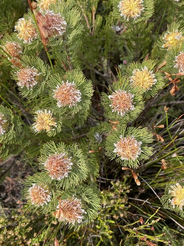 Serruria villosa, photograph 5