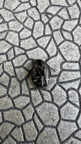 Protaetia cuprea hieroglyphica