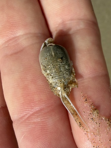 iNaturalist observation photo of Pacific Sand Crab