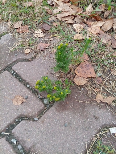 pineapple-weed