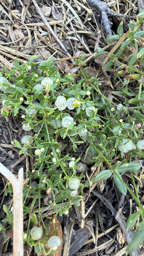 iNaturalist observation photo of Dicots