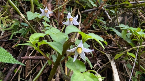 Lycianthes lysimachioides observed 2026-09-15