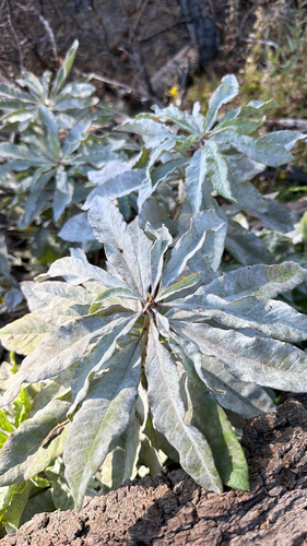iNaturalist observation photo of Erysiphe azaleae