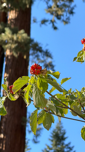 iNaturalist observation photo of Pacific Dogwood