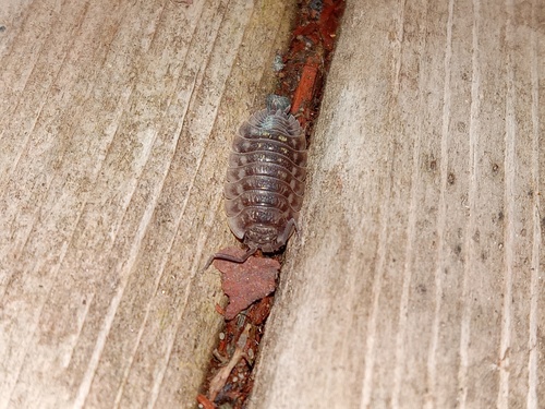 Common Shiny Woodlouse