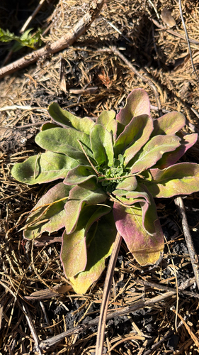 iNaturalist observation photo of Dicots