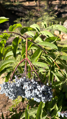 iNaturalist observation photo of blue elder