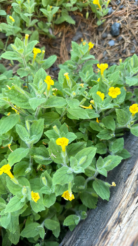 iNaturalist observation photo of musk monkeyflower