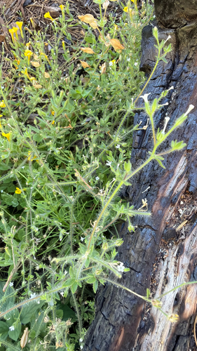 iNaturalist observation photo of White false gilia