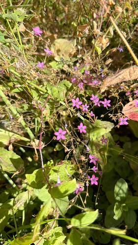 iNaturalist observation photo of Bridges' pincushionplant