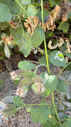 iNaturalist observation photo of shade phacelia