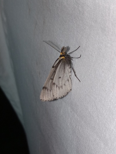 Chain-dotted Geometer