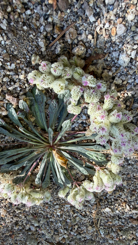 iNaturalist observation photo of One-seeded Pussypaws
