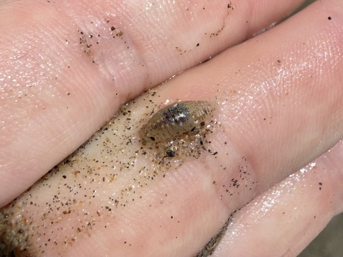 iNaturalist observation photo of Sand Piranha