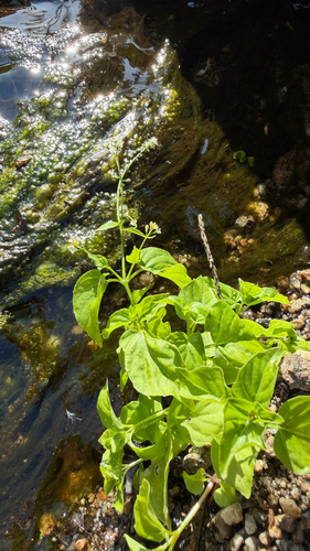 iNaturalist observation photo of Alpine Enchanter's-nightshade