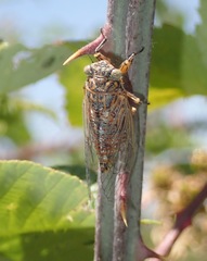 Chilecicada occidentis