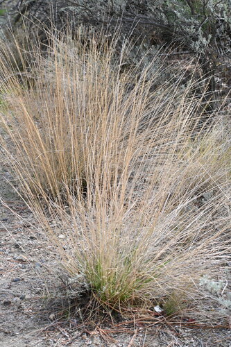 Pseudoroegneria spicata, photograph 2