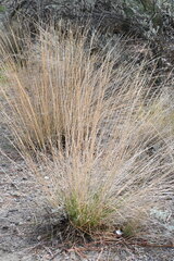 (c) Syd Cannings, some rights reserved (CC BY) Pseudoroegneria spicata, photograph (c) Syd Cannings, some rights reserved (CC BY)