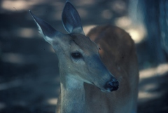 Odocoileus virginianus