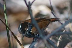 Thryophilus pleurostictus