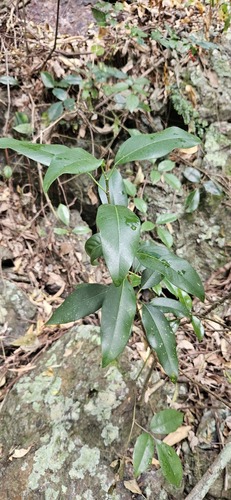 Ficus obliqua observed 2026-09-11