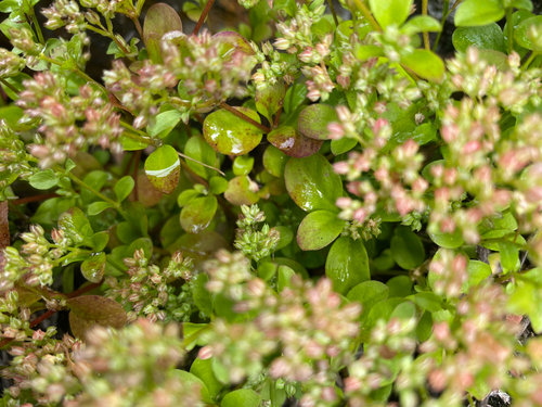 Polycarpon tetraphyllum observed 2026-09-14
