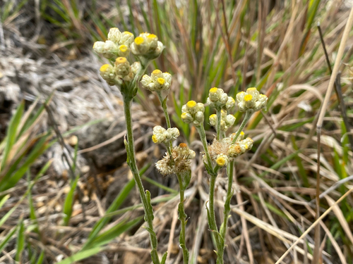 Pseudognaphalium sandwicensium observed 2026-09-14