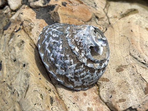 iNaturalist observation photo of Wavy Turban