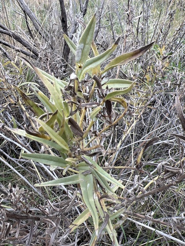 Lithospermum ruderale observed 2026-09-14