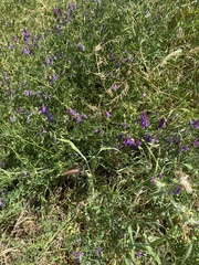 Vicia villosa